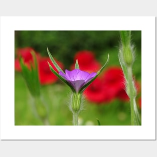 Corncockle in the Poppies Posters and Art